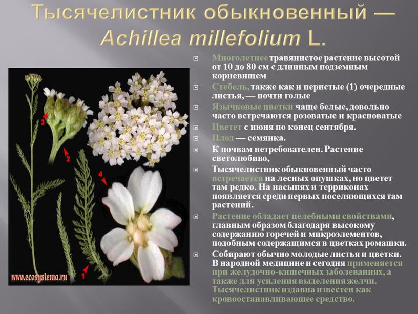 Тысячелистник обыкновенный — Achillea millefolium