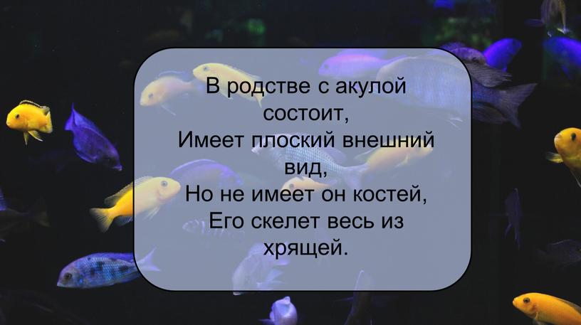 В родстве с акулой состоит, Имеет плоский внешний вид,