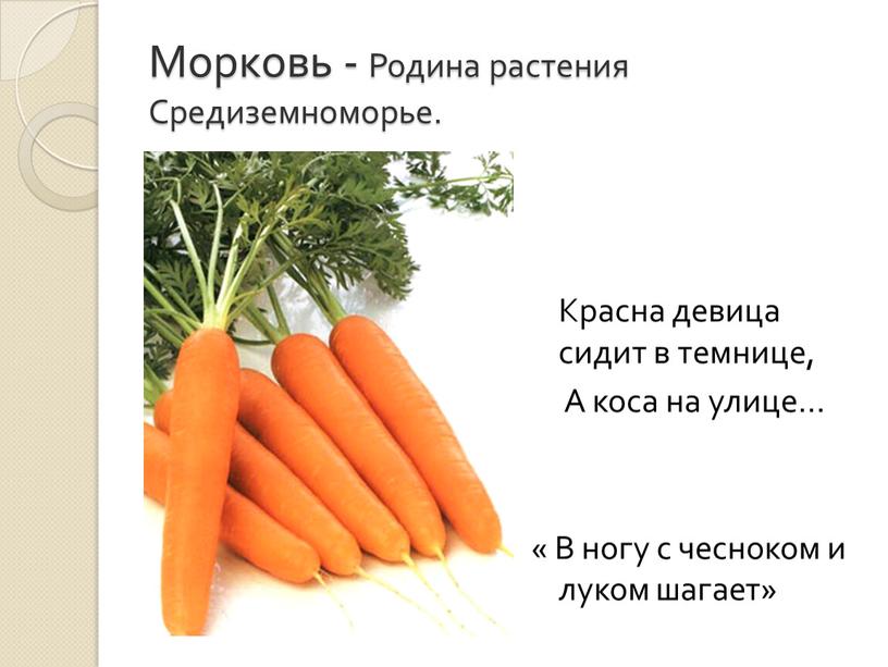 Морковь - Родина растения Средиземноморье