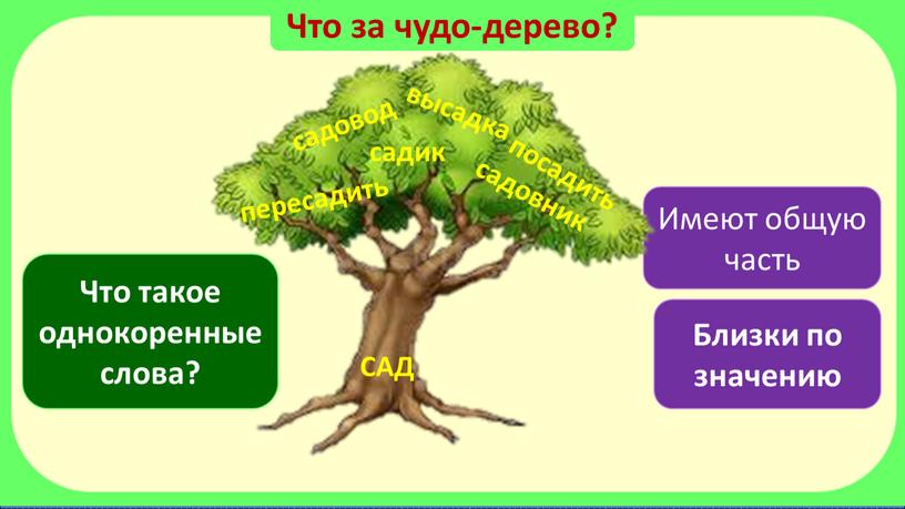 Что за чудо-дерево? Что такое однокоренные слова?