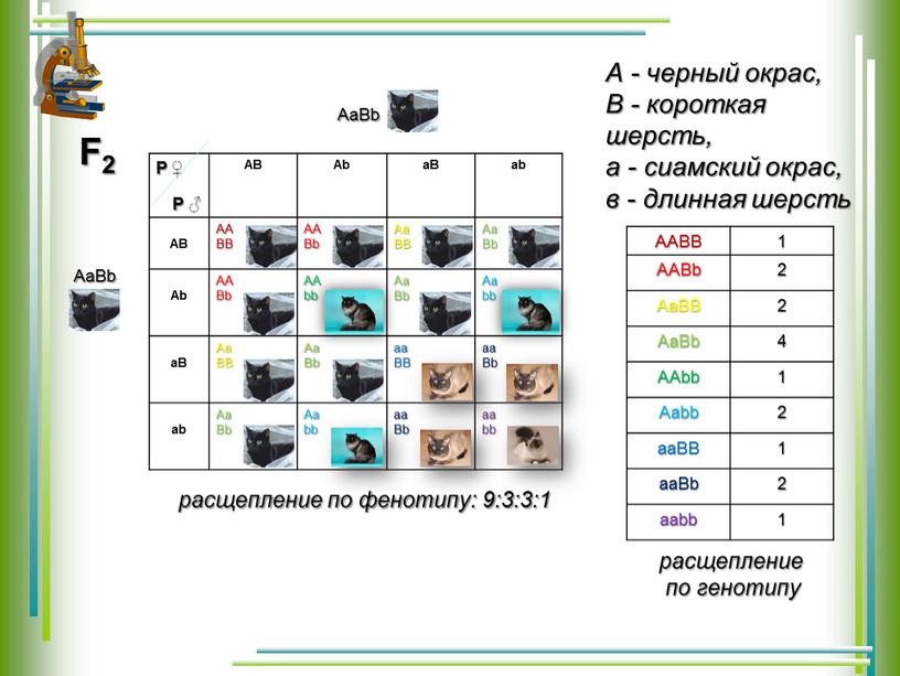 Р ♀ Р ♂ АВ Ab aB ab АВ AA BB AA