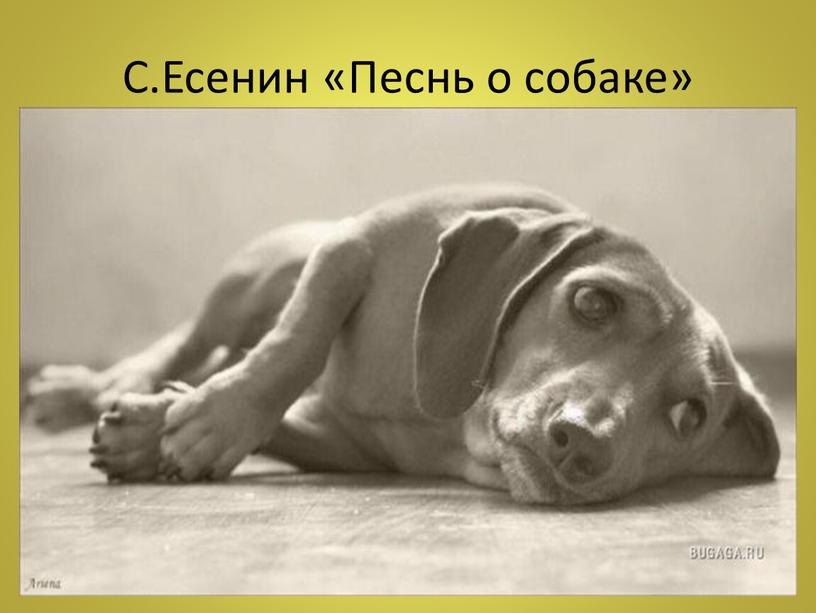 С.Есенин «Песнь о собаке»