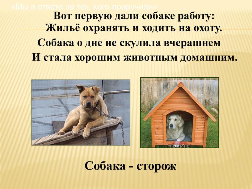 Вот первую дали собаке работу: