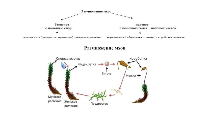 Презентация к уроку по теме "Высшие споровые растения. Мхи"