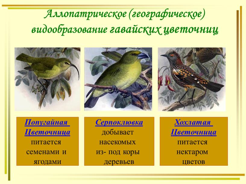 Аллопатрическое (географическое) видообразование гавайских цветочниц