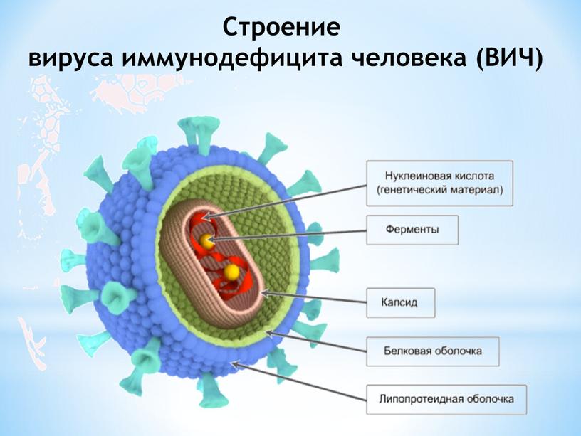 Строение вируса иммунодефицита человека (ВИЧ)