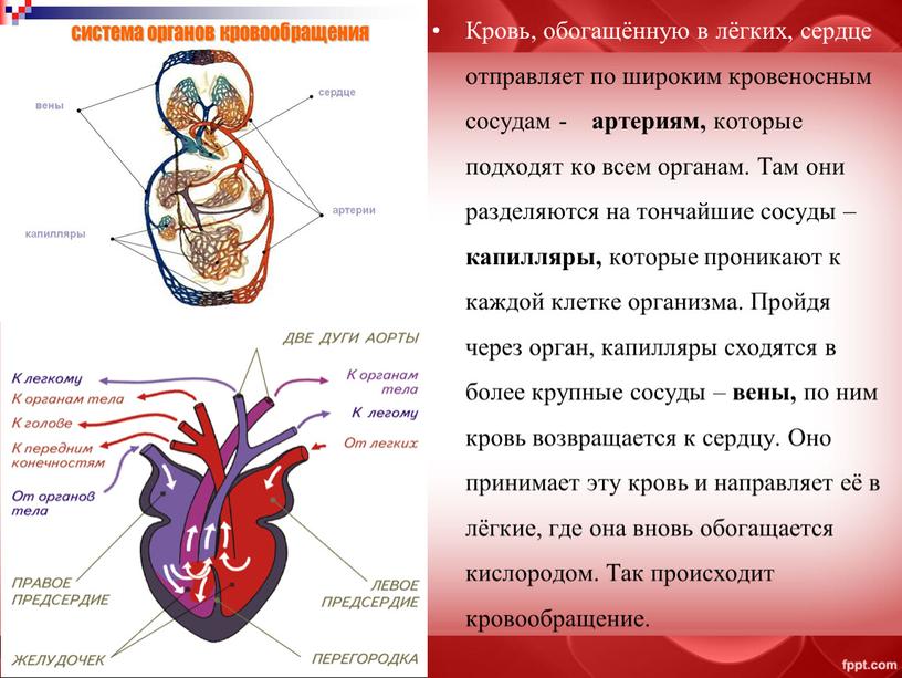 Кровь, обогащённую в лёгких, сердце отправляет по широким кровеносным сосудам - артериям, которые подходят ко всем органам