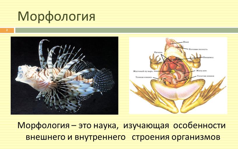 Морфология Морфология – это наука, изучающая особенности внешнего и внутреннего строения организмов 2