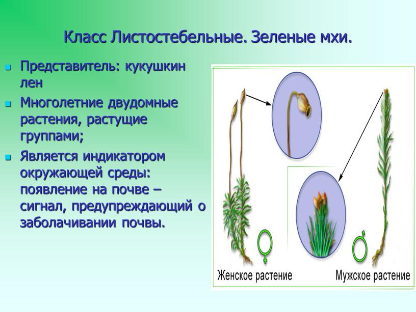 Класс Листостебельные. Зеленые мхи