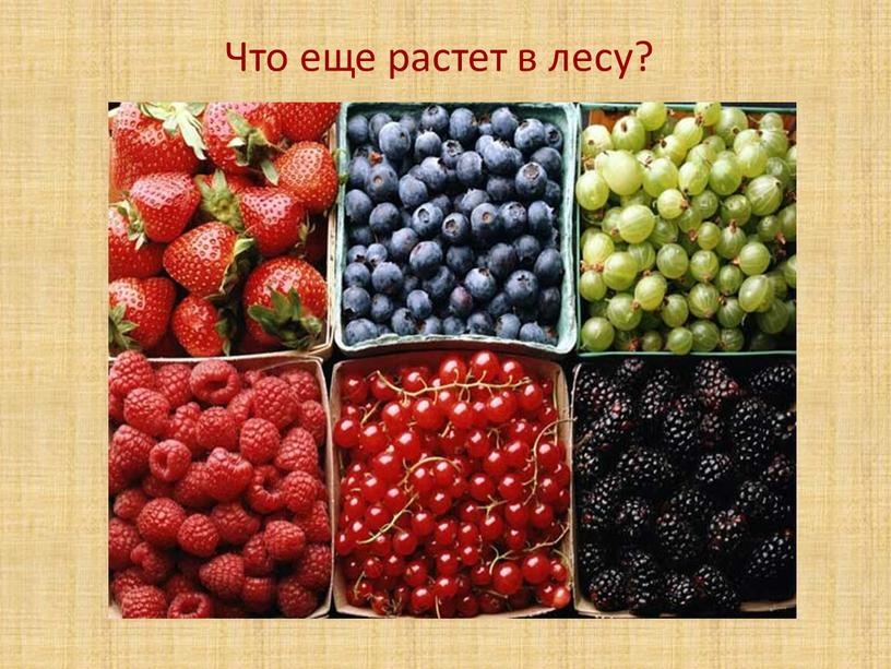 Что еще растет в лесу?