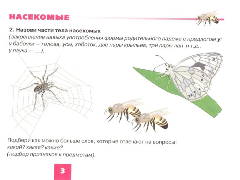 Обучающая презентация "Насекомые" для детей старшего дошкольного возраста