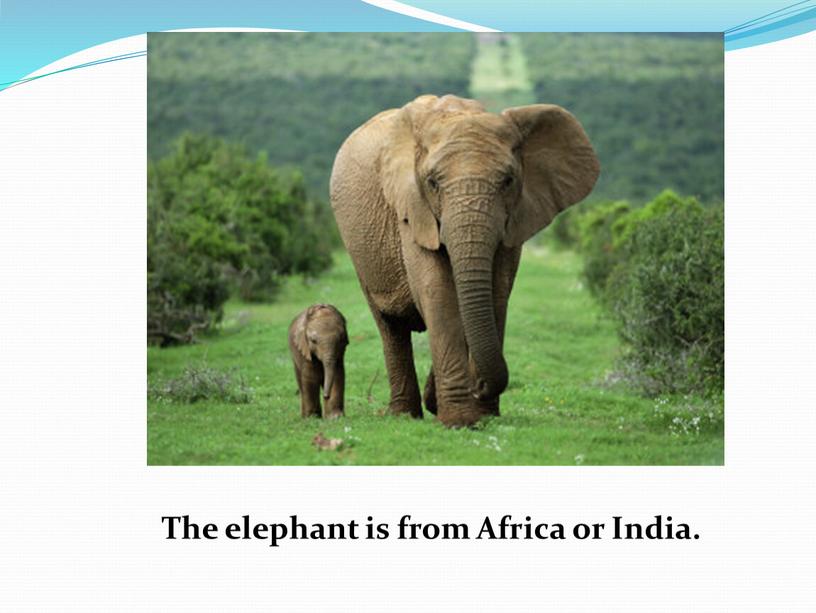 The elephant is from Africa or