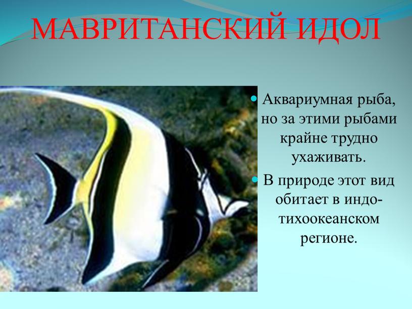 МАВРИТАНСКИЙ ИДОЛ Аквариумная рыба, но за этими рыбами крайне трудно ухаживать