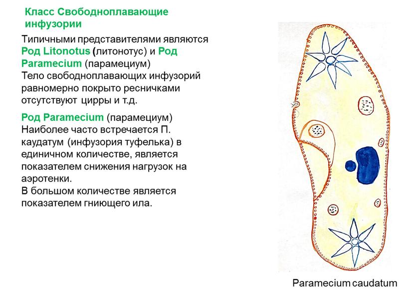 Класс Свободноплавающие инфузории