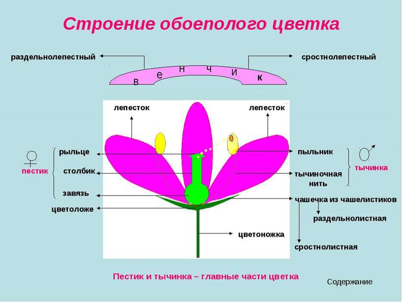 Царства растений