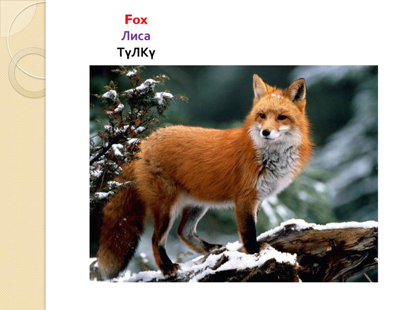 Fox Лиса ТүЛКү