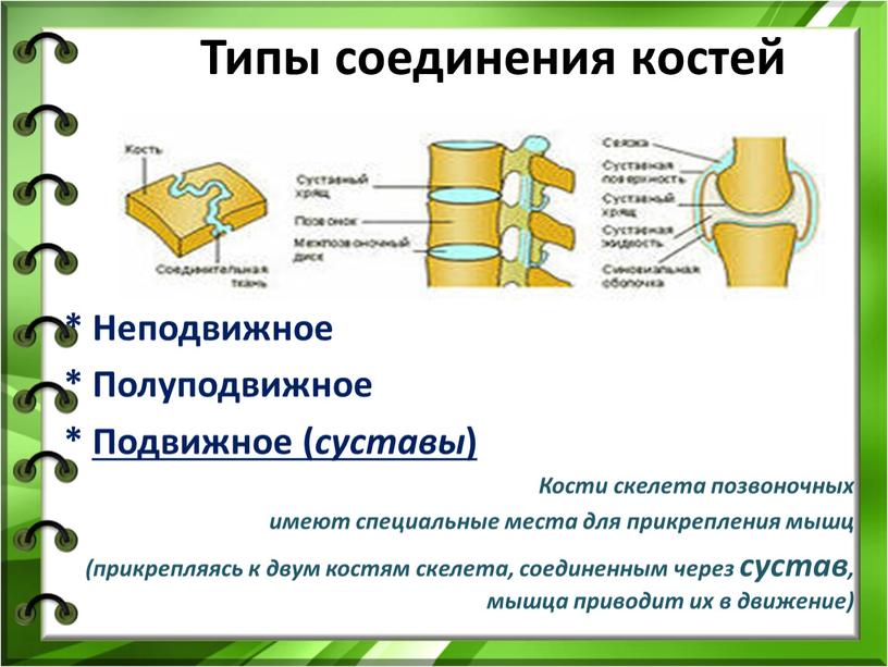 Типы соединения костей * Неподвижное *