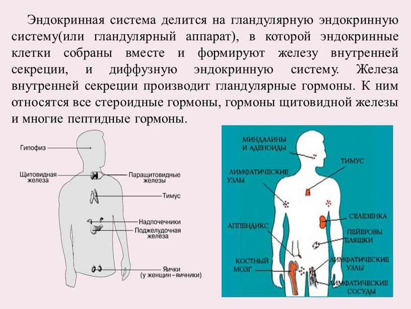 Эндокринная система делится на гландулярную эндокринную систему(или гландулярный аппарат), в которой эндокринные клетки собраны вместе и формируют железу внутренней секреции, и диффузную эндокринную систему