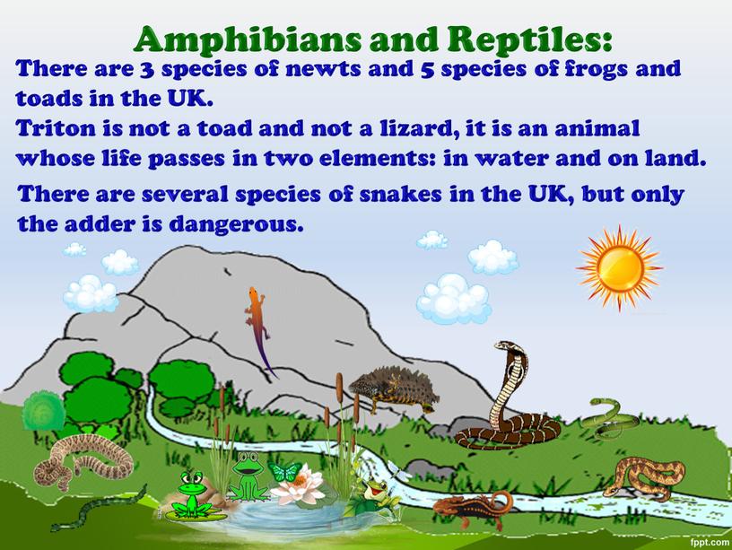 Amphibians and Reptiles: There are 3 species of newts and 5 species of frogs and toads in the