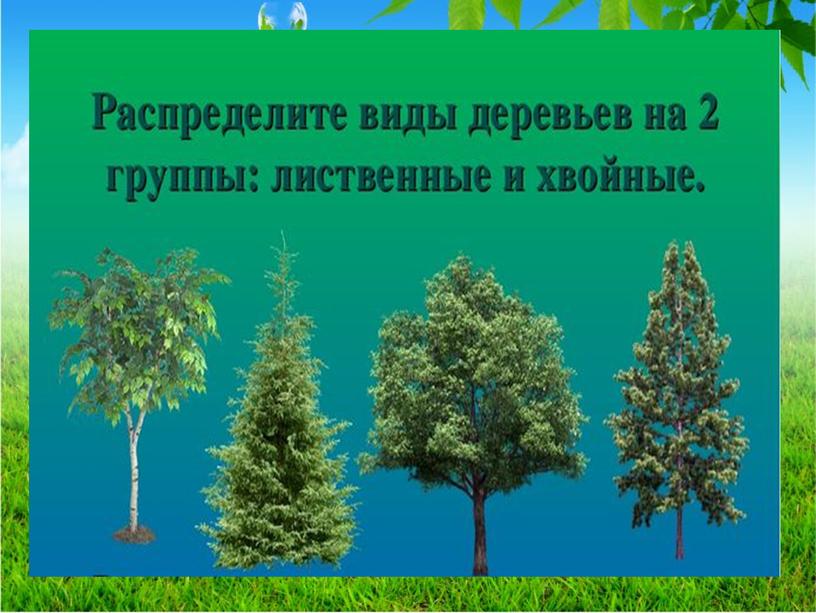 Презентация на тему: "Виды деревьев".