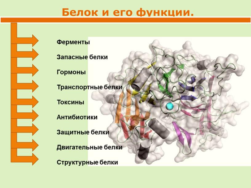 Белок и его функции. Ферменты Запасные белки