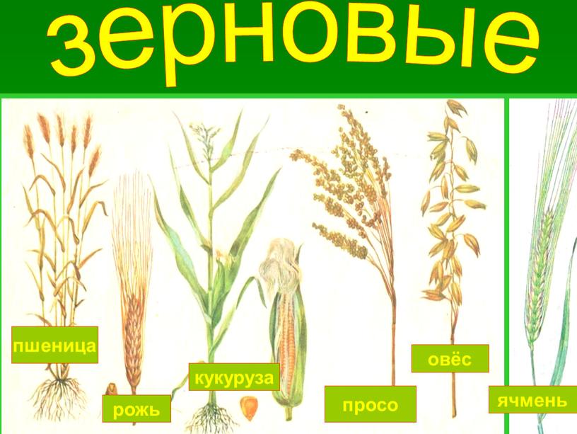 пшеница рожь кукуруза просо овёс ячмень зерновые