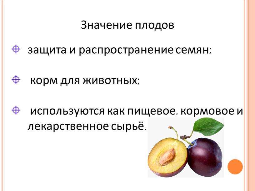 Значение плодов защита и распространение семян; корм для животных; используются как пищевое, кормовое и лекарственное сырьё