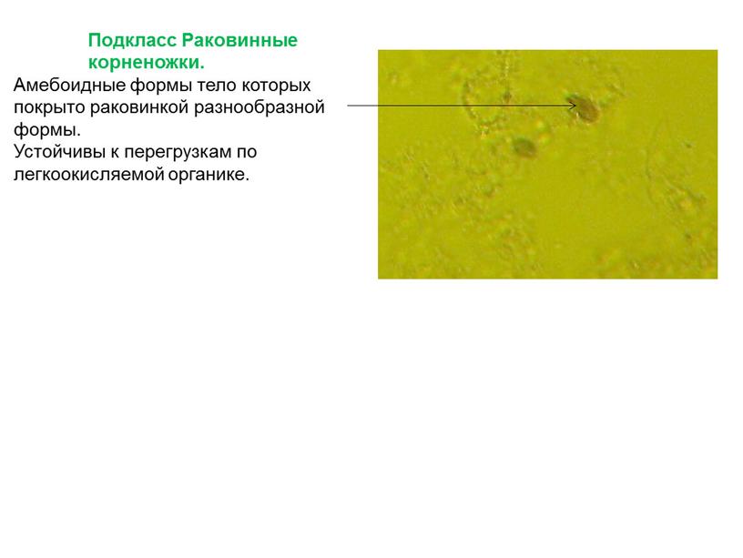 Подкласс Раковинные корненожки