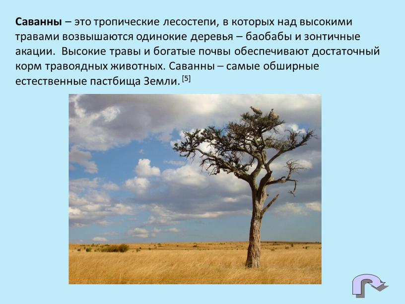 Саванны – это тропические лесостепи, в которых над высокими травами возвышаются одинокие деревья – баобабы и зонтичные акации