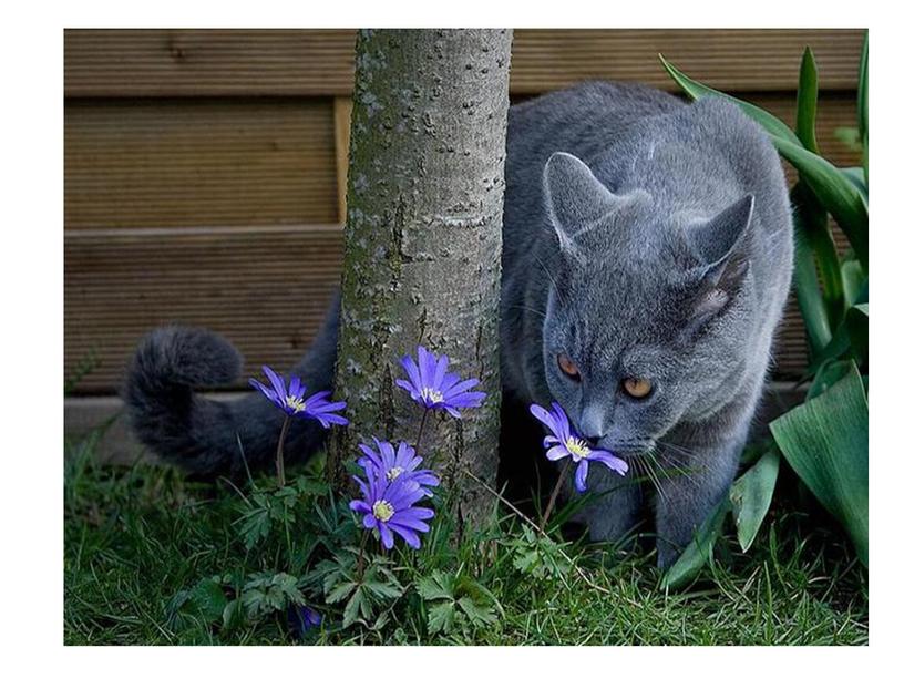 Цветы и кошки