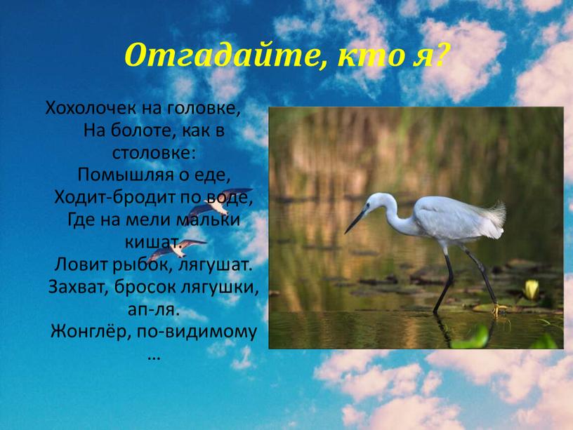 Отгадайте, кто я? Хохолочек на головке,