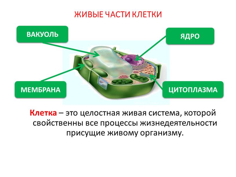 Клетка – это целостная живая система, которой свойственны все процессы жизнедеятельности присущие живому организму