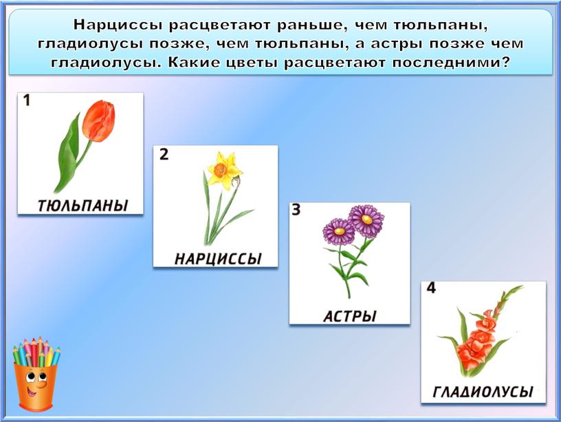 Нарциссы расцветают раньше, чем тюльпаны, гладиолусы позже, чем тюльпаны, а астры позже чем гладиолусы
