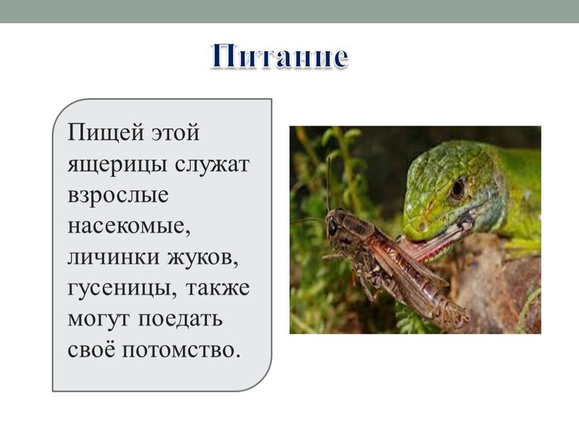 Питание Пищей этой ящерицы служат взрослые насекомые, личинки жуков, гусеницы, также могут поедать своё потомство