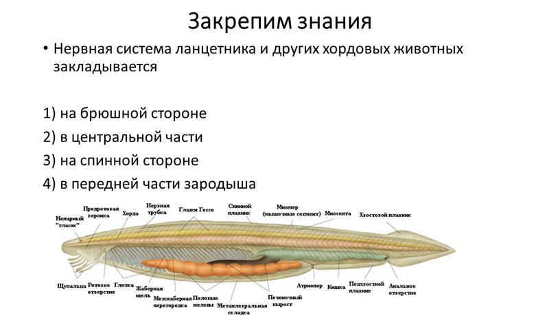 Закрепим знания Нервная система ланцетника и других хордовых животных закладывается 1) на брюшной стороне 2) в центральной части 3) на спинной стороне 4) в передней…