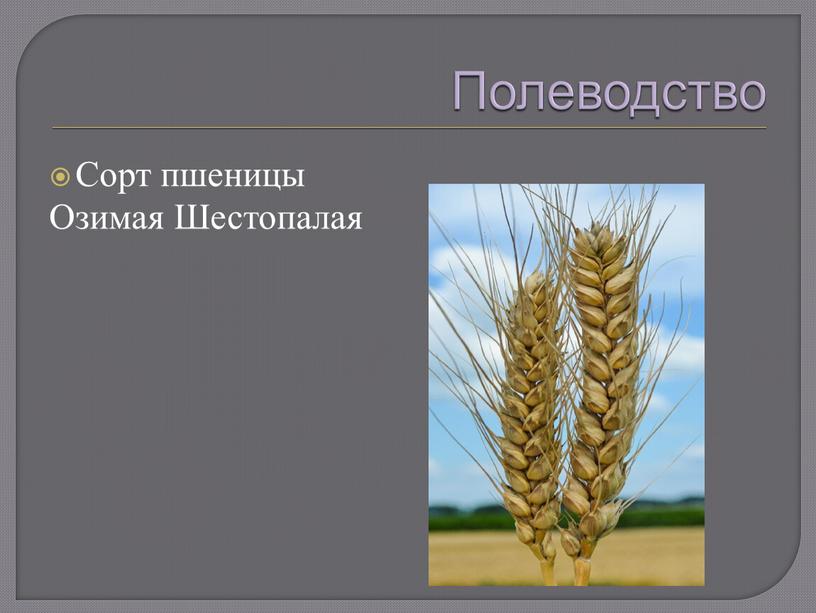 Полеводство Сорт пшеницы Озимая