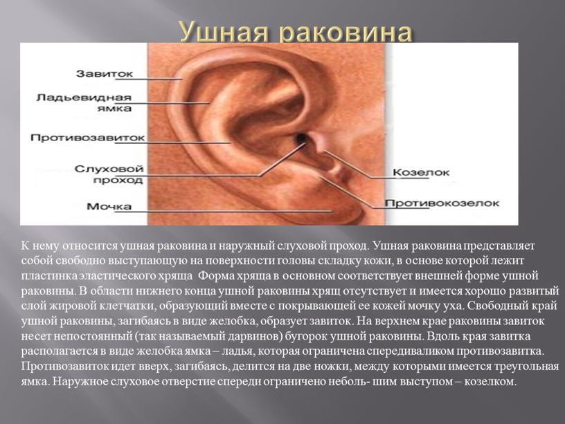 Ушная раковина К нему относится ушная раковина и наружный слуховой проход