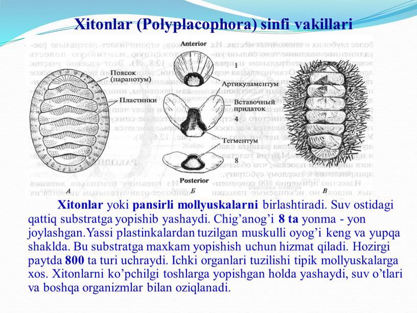 Xitonlar (Polyplacophora) sinfi vakillari