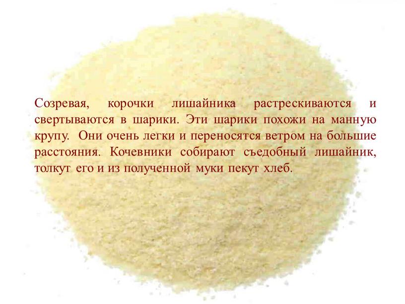 Созревая, корочки лишайника растрескиваются и свертываются в шарики