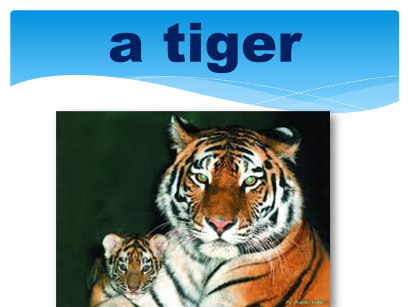 a tiger