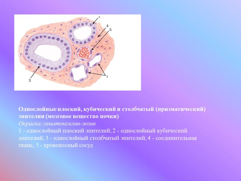 Однослойные плоский, кубический и столбчатый (призматический) эпителии (мозговое вещество почки)