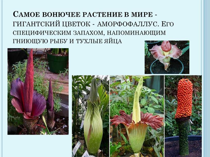 Самое вонючее растение в мире - гигантский цветок - аморфофаллус