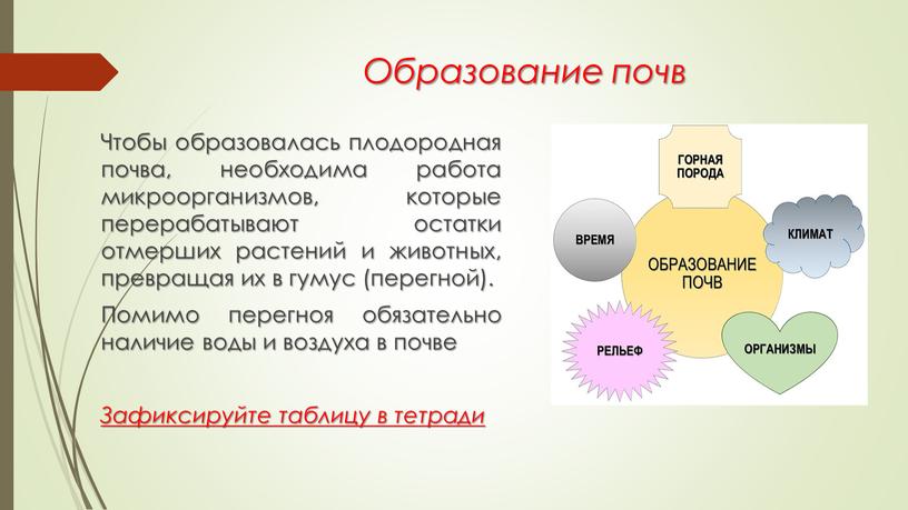 Образование почв Чтобы образовалась плодородная почва, необходима работа микроорганизмов, которые перерабатывают остатки отмерших растений и животных, превращая их в гумус (перегной)