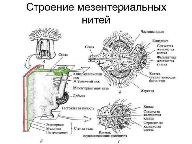 Класс Коралловые полипы (Anthozoa)