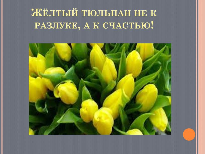 Жёлтый тюльпан не к разлуке, а к счастью!