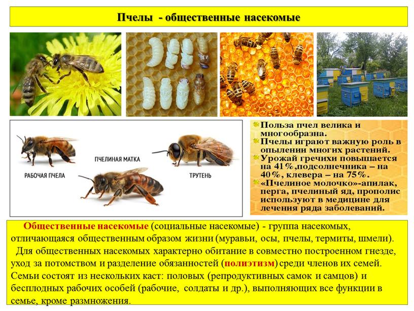 Пчелы - общественные насекомые