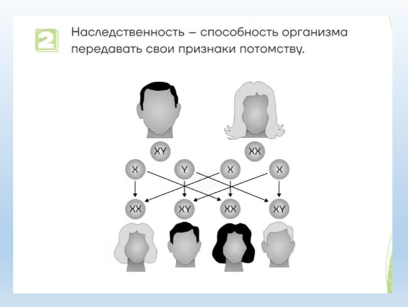 Разбор заданий №1 ОГЭ биология из сборника В.С.Рохлова