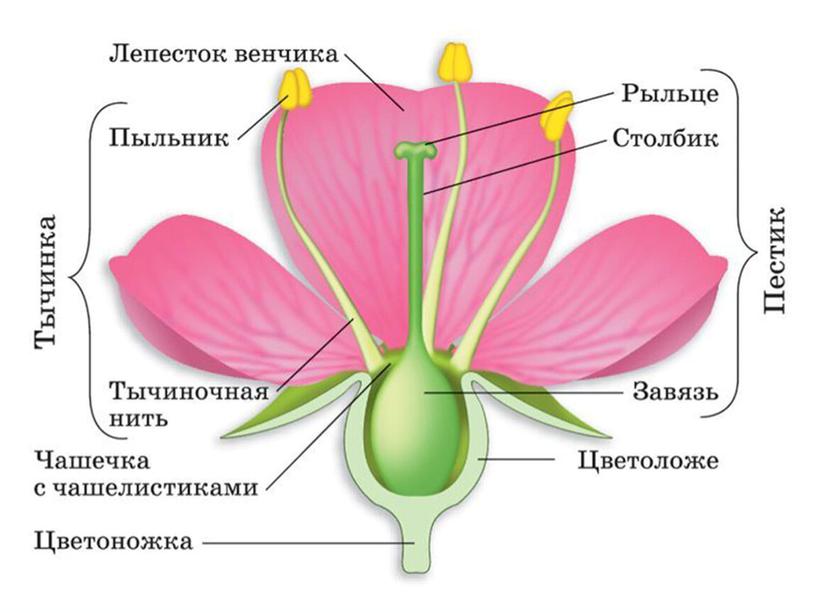 Царства растений