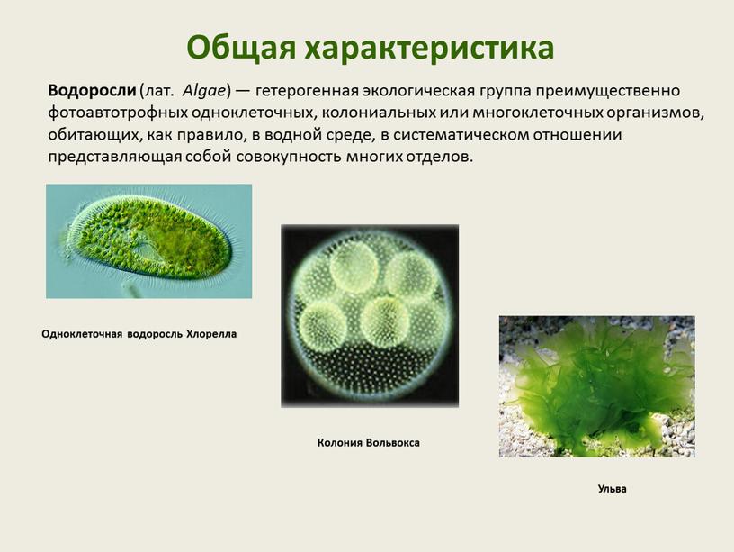 Общая характеристика Водоросли (лат