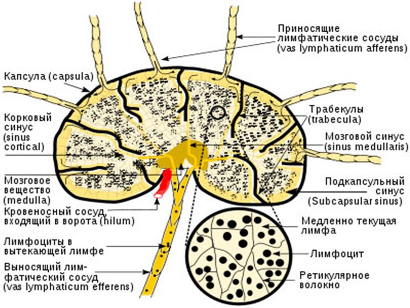 Ангиология (учение о сосудах)